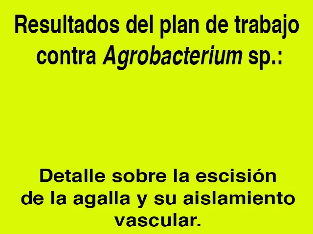 agrobacteriumweb4