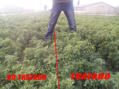 Metodología aplicada en el Cultivo de especies forrajeras: Parte izquierda de la imagen alfalfa sin aplicar metodología. Parte derecha alfalfa sobre la que se ha utilizado esta metodología.