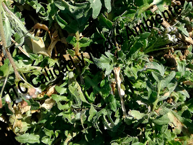 Cultivo de especies forrajeras: alfalfa