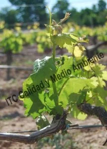 Incompatibilidad del injerto. Efectos sobre los ápices de los pámpanos.