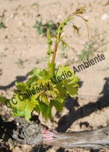 Incompatibilidad del injerto. Efectos sobre los ápices de los pámpanos.