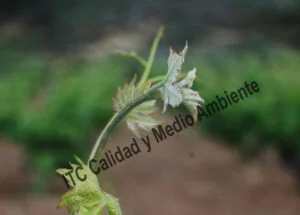 Incompatibilidad del injerto. Efectos sobre los ápices de los pámpanos.