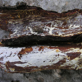 Metodología en el tratamiento contra Enfermedades vasculares: Desarrollo característico de micelio de Armillaria mellea.