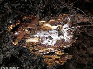 Metodología en el tratamiento contra Enfermedades vasculares: Desarrollo característico de micelio de Armillaria mellea y degradación completa de la madera.