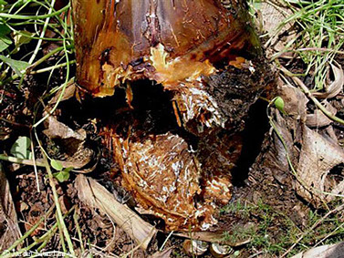 Metodología en el tratamiento contra Enfermedades vasculares: Desarrollo característico de micelio de Armillaria mellea y degradación completa del sistema vascular.
