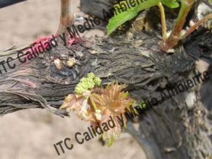 Metodología en el tratamiento contra Enfermedades de la Madera de la Vid (EMV): Valoración del ritmo de recuperación de pulgares en parcela afectada por yesca. Estudio del proceso de curación mediante el Marcado de pulgares perdidos previamente al inicio del trabajo de recuperación. Gracias a la renovación de tejidos se consigue la formación de brotes donde antes no los había.