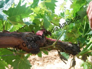 Metodología en el tratamiento contra Enfermedades de la Madera de la Vid (EMV): Valoración del ritmo de recuperación de pulgares en parcela afectada por yesca. Estudio del proceso de curación mediante el Marcado de pulgares perdidos previamente al inicio del trabajo de recuperación. Gracias a la renovación de tejidos se consigue la formación de brotes donde antes no los había.