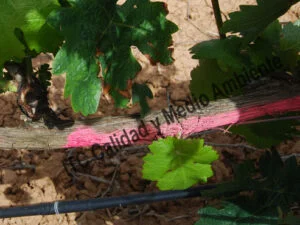 Metodología en el tratamiento contra Enfermedades de la Madera de la Vid (EMV): Valoración del ritmo de recuperación de pulgares en parcela afectada por yesca. Estudio del proceso de curación mediante el Marcado de pulgares perdidos previamente al inicio del trabajo de recuperación. Gracias a la renovación de tejidos se consigue la formación de brotes donde antes no los había.