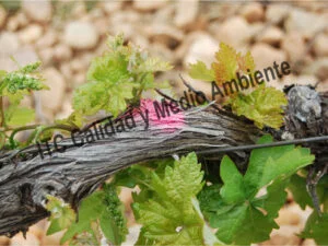 Metodología en el tratamiento contra Enfermedades de la Madera de la Vid (EMV): Valoración del ritmo de recuperación de pulgares en parcela afectada por yesca. Estudio del proceso de curación mediante el Marcado de pulgares perdidos previamente al inicio del trabajo de recuperación. Gracias a la renovación de tejidos se consigue la formación de brotes donde antes no los había.