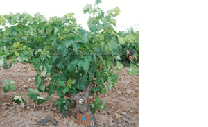 Curación de enfermedades de la madera en vid (Vitis vinifera). Resultado: Inducción de brotes para formar brazos nuevos