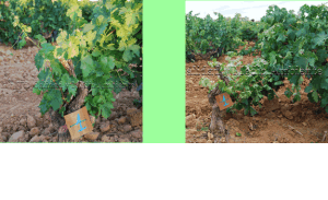 Curación de enfermedades de la madera en vid (Vitis vinifera). Respuesta: Inducción de brotes para formar brazos nuevos