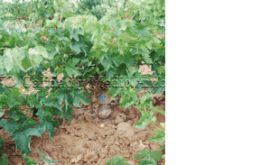 Curación de enfermedades de la madera en vid (Vitis vinifera). Inducción de brotes para formar brazos nuevos