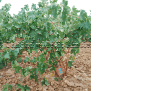 Curación de enfermedades de la madera en vid (Vitis vinifera). Inducción de brotes para formar brazos nuevos