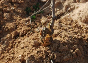 Metodología en el tratamiento contra Enfermedades de la Madera de la Vid (EMV): Parcela afectada por Cylindrocarpon sp. (Pie negro) en la que se comienzan los trabajos en la 2ª hoja.