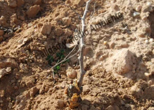 Metodología fitofortificante en el tratamiento contra Enfermedades de la Madera de la Vid (EMV): Parcela afectada por Cylindrocarpon sp. (Pie negro) en la que se comienzan los trabajos en la 2ª hoja.