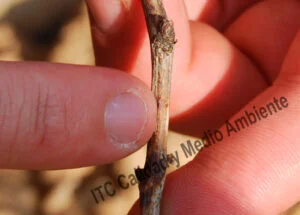 Metodología en el tratamiento contra Enfermedades de la Madera de la Vid (EMV): Parcela afectada por Cylindrocarpon sp. (Pie negro) en la que se comienzan los trabajos en la 2ª hoja.