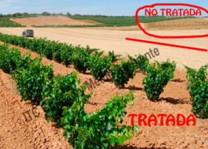 Parcelas de vid afectada por pie negro (Cylindrocarpon): Comparativa entre 2 parcelas vecinas, plantadas en la misma fecha, procedentes del mismo vivero e idéntico patrón y variedad. Parcela tratada con nuestra metodología vs. parcela control (vecina) no tratada