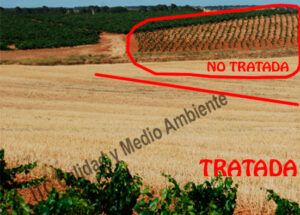 Parcelas de vid afectada por pie negro (Cylindrocarpon): Comparativa entre 2 parcelas vecinas, plantadas en la misma fecha, procedentes del mismo vivero e idéntico patrón y variedad. Parcela tratada con nuestra metodología vs. parcela control (vecina) no tratada