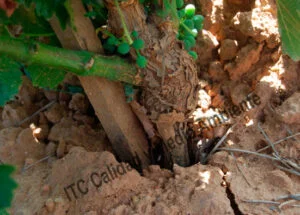 Metodología en el tratamiento contra Enfermedades de la Madera de la Vid (EMV). Resultado: Formación de pámpanos de calidad en el injerto en parcela afectada por Cylindrocarpon sp. (Pie negro) en la que se comienzaron los trabajos en la 2ª hoja.