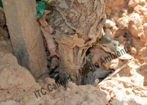 Metodología en el tratamiento contra Enfermedades de la Madera de la Vid (EMV): Resultado: Engrosamiento del patrón en parcela afectada por Cylindrocarpon sp. (Pie negro) en la que se comienzaron los trabajos en la 2ª hoja.