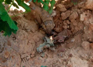 Metodología fitofortificante en el tratamiento contra Enfermedades de la Madera de la Vid (EMV). Resultado: Formación de pámpanos de calidad en el injerto en parcela afectada por Cylindrocarpon sp. (Pie negro) en la que se comienzaron los trabajos en la 2ª hoja.