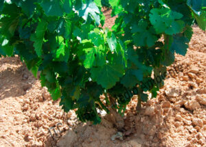 Metodología fitofortificante en el tratamiento contra Enfermedades de la Madera de la Vid (EMV): Formación correcta de la planta en parcela afectada por Cylindrocarpon sp. (Pie negro) en la que se comienzaron los trabajos en la 2ª campaña.