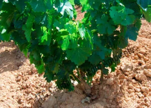 Metodología fitofortificante en el tratamiento contra Enfermedades de la Madera de la Vid (EMV). Resultado: Formación correcta de la planta en parcela afectada por Cylindrocarpon sp. (Pie negro) en la que se comienzaron los trabajos en la 2ª hoja.