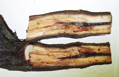 Metodología en el tratamiento contra Enfermedades de la Madera de la Vid (EMV): Estado interno de patrón de vid afectado por Cylindrocarpon.