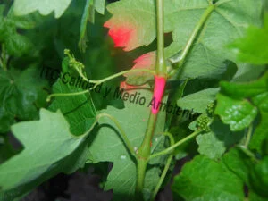 Aplicación del método de inducción de flores: Obsérvese el llenado de granos de los zarcillos provocado por la inducción de floración. Los racimos son formados sobre el 4º y 5º entrenudo. Destáquese la presencia de racimos creados en su momento, de manera natural. Y los nuevos que se forman desde zarcillos. Los racimos formados desde zarcillos, según el momento en el que se origina el daño pueden ir al mismo ritmo que los formados por la planta o llevar el retraso originado porque el daño fue más tardío y por tanto tratadas posteriormente.