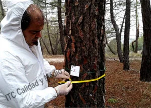 Aplicacion mediante Endoterapia de Tratamiento contra Procesionaria en pino (Pinus halepensis).
