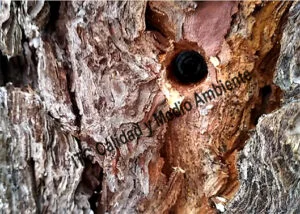 Aplicacion mediante Endoterapia de Tratamiento contra Procesionaria en pino (Pinus halepensis).