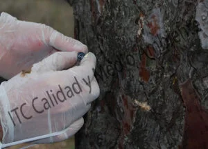 Aplicacion mediante Endoterapia de Tratamiento contra Procesionaria en pino (Pinus halepensis).