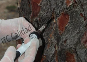 Aplicacion mediante Endoterapia de Tratamiento contra Procesionaria en pino (Pinus halepensis).