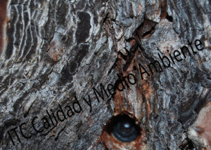 Aplicacion mediante Endoterapia de Tratamiento contra Procesionaria en pino (Pinus halepensis).