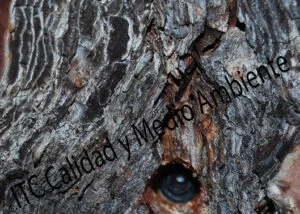 Aplicacion mediante Endoterapia de Tratamiento contra Procesionaria en pino (Pinus halepensis).