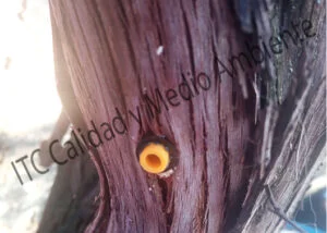 Aplicaciones nutricionales mediante Endoterapia en vid (Vitis vinifera)