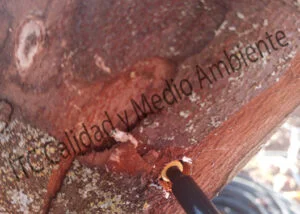 Aplicaciones nutricionales mediante Endoterapia en mebrillero (Cydonia oblonga)