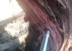Aplicaciones nutricionales mediante Endoterapia en vid (Vitis vinifera)