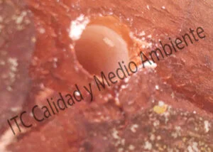 Aplicaciones nutricionales mediante Endoterapia en mebrillero (Cydonia oblonga)