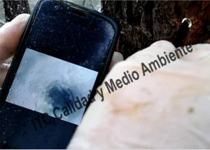 Valoración del estado interno de la planta mediante técnicas de endoscopía obteniendo datos relativos a la regularidad en la vascularización y el estado sanitario de la albura en Pinus halepensis.