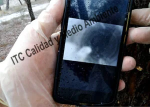 Valoración del estado interno de la planta mediante técnicas de endoscopía obteniendo datos relativos a la regularidad en la vascularización y el estado sanitario de la albura en Pinus halepensis.