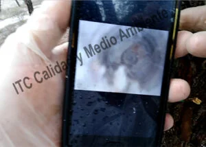 Valoración del estado interno de la planta mediante técnicas de endoscopía obteniendo datos relativos a la regularidad en la vascularización y el estado sanitario de la albura en Pinus halepensis.