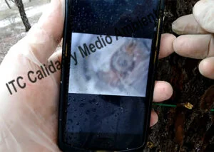 Valoración del estado interno de la planta mediante técnicas de endoscopía obteniendo datos relativos a la regularidad en la vascularización y el estado sanitario de la albura en Pinus halepensis.