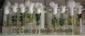 Quiénes somos 2 Experiencias que demuestran quiénes somos: Ensayos de laboratorio con cultivos in vitro