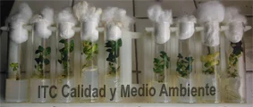 Quiénes somos 2 Experiencias que demuestran quiénes somos: Ensayos de laboratorio con cultivos in vitro