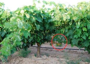 Metodología en el tratamiento contra Enfermedades de la Madera de la Vid (EMV): respuesta de Recuperación completa de parcela que presentaba daño intenso por Eutipiosis. Detalle de pulgares que, en la 1ª campaña de tratamientos, muestran síntomas de Eutypa.