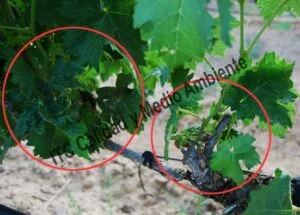Metodología en el tratamiento contra Enfermedades de la Madera de la Vid (EMV): respuesta de Recuperación completa de parcela que presentaba daño intenso por Eutipiosis. Detalle de pulgares que, en la 1ª campaña de tratamientos, muestran síntomas de Eutypa.