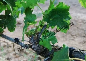 Metodología en el tratamiento contra Enfermedades de la Madera de la Vid (EMV): respuesta de Recuperación completa de parcela que presentaba daño intenso por Eutipiosis. Detalle de pulgares que, en la 1ª campaña de tratamientos, muestran síntomas de Eutypa.