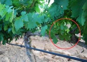 Metodología en el tratamiento contra Enfermedades de la Madera de la Vid (EMV): respuesta de Recuperación completa de parcela que presentaba daño intenso por Eutipiosis. Detalle de pulgares que, en la 1ª campaña de tratamientos, muestran síntomas de Eutypa.