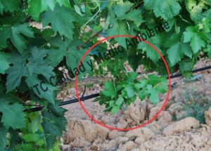 Metodología en el tratamiento contra Enfermedades de la Madera de la Vid (EMV): respuesta de Recuperación completa de parcela que presentaba daño intenso por Eutipiosis. Detalle de pulgares que, en la 1ª campaña de tratamientos, muestran síntomas de Eutypa.